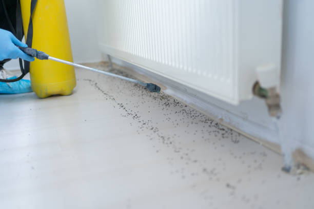 Best Local Pest Control Services  in Dunn, NC
